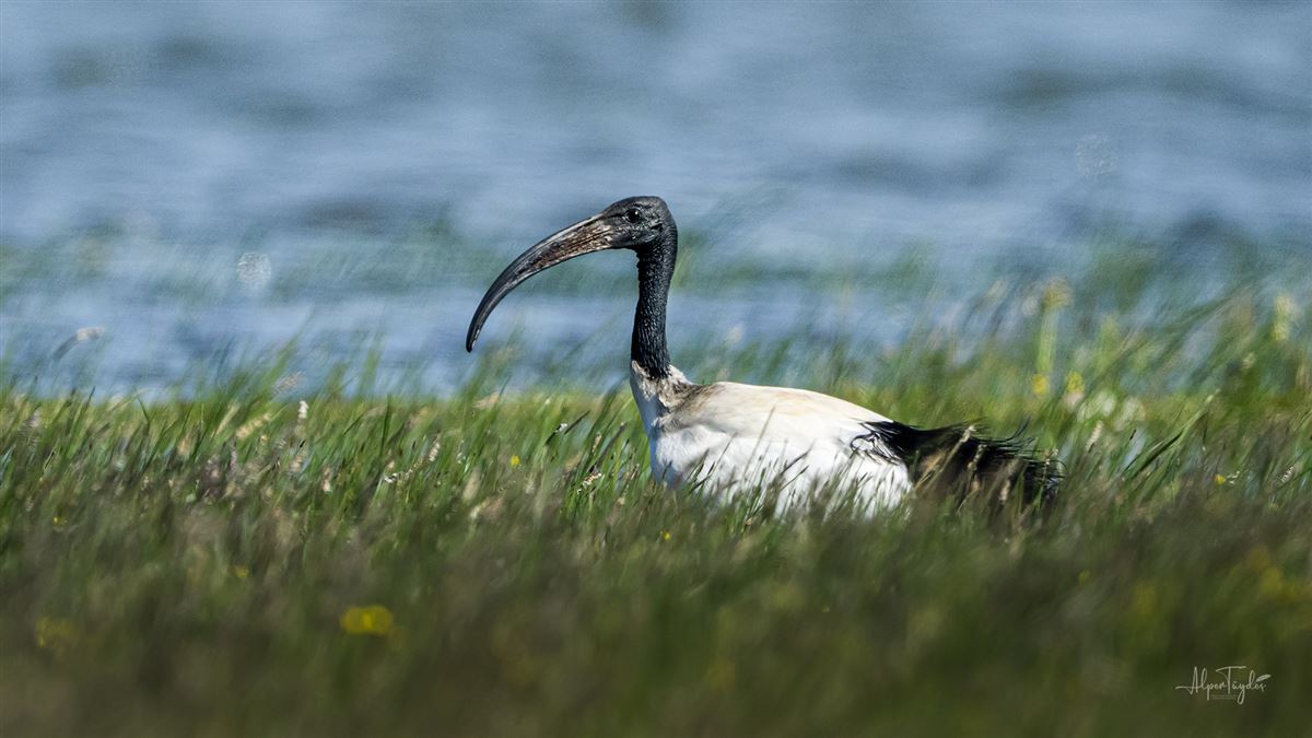 African Sacred Ibis