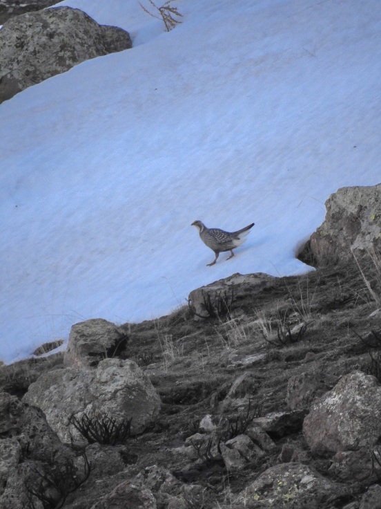 Caspian Snowcock
