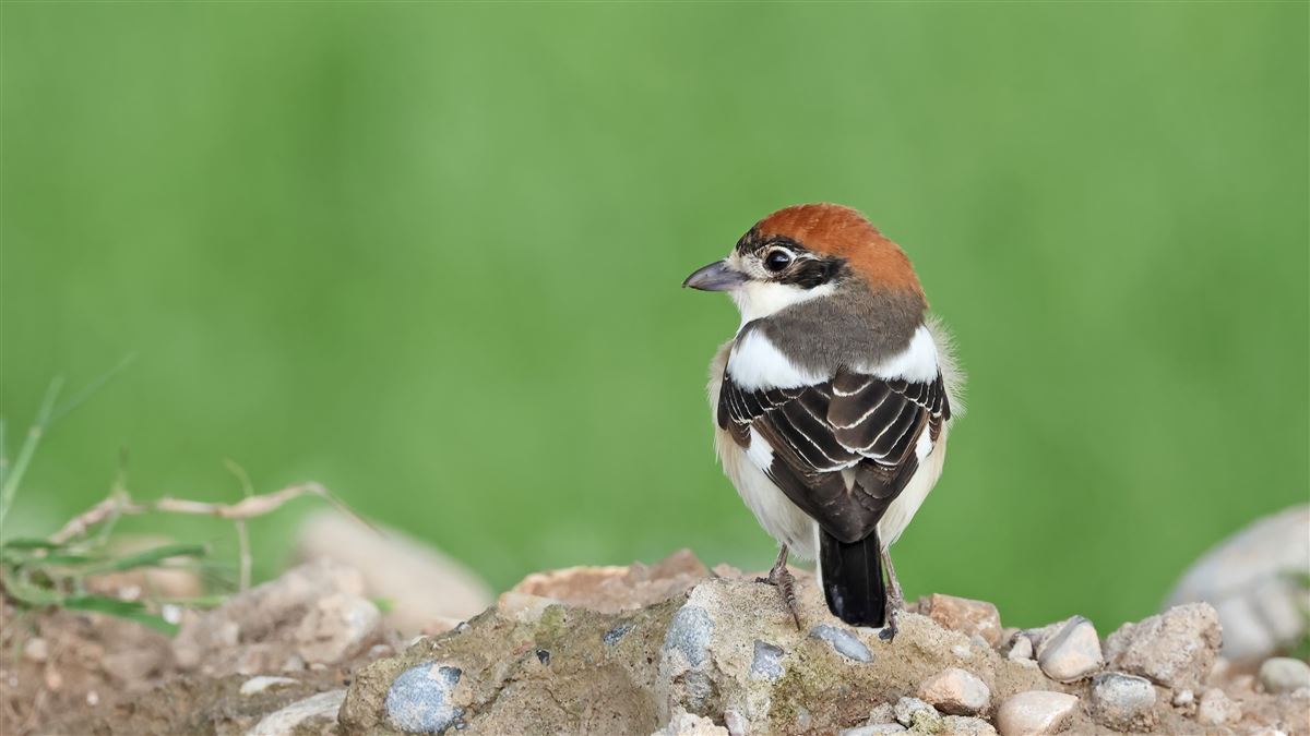 Woodchat Shrike