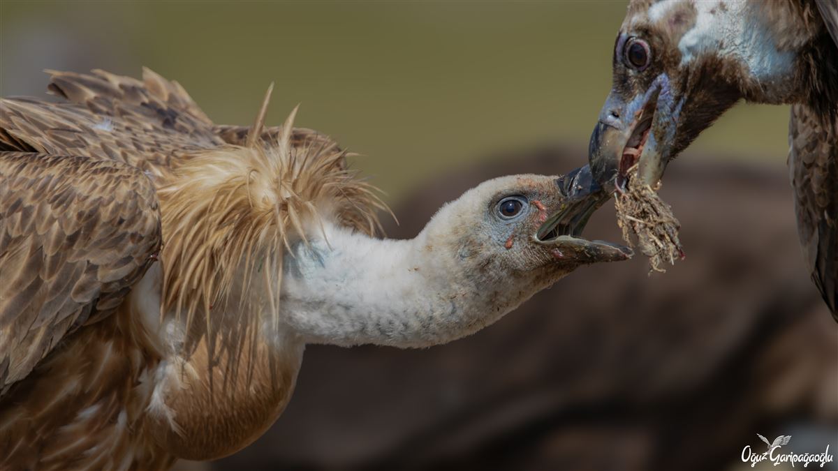 Griffon Vulture