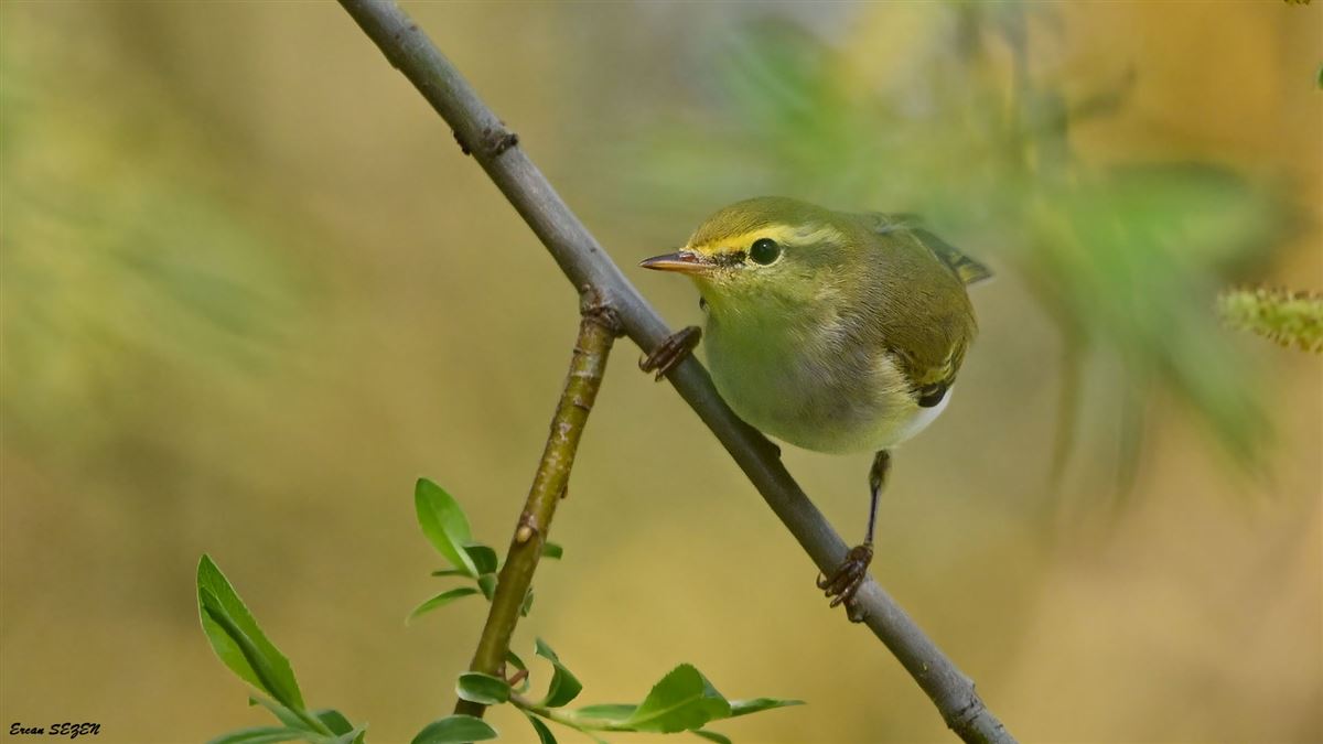 Wood Warbler
