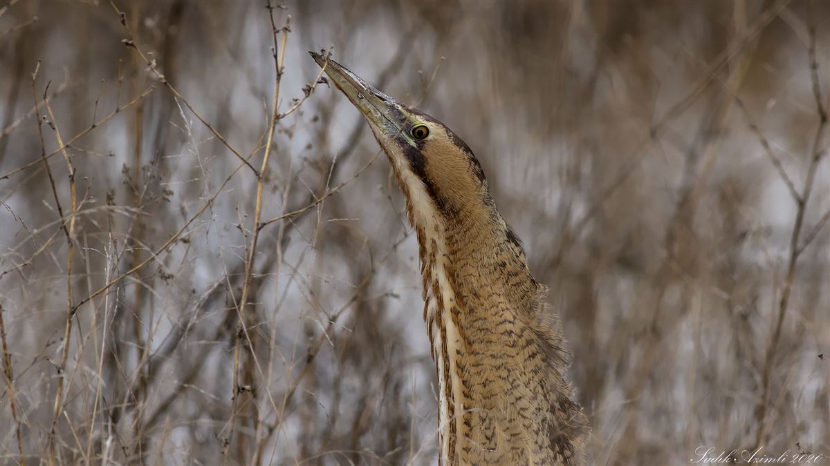Eurasian Bittern