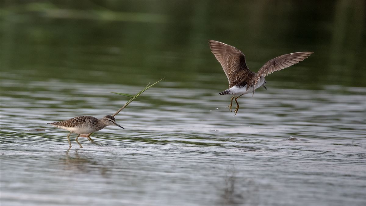 Wood Sandpiper
