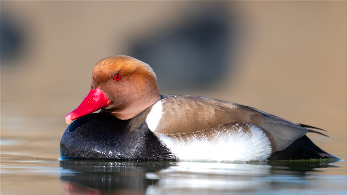 Red-crested Pochard