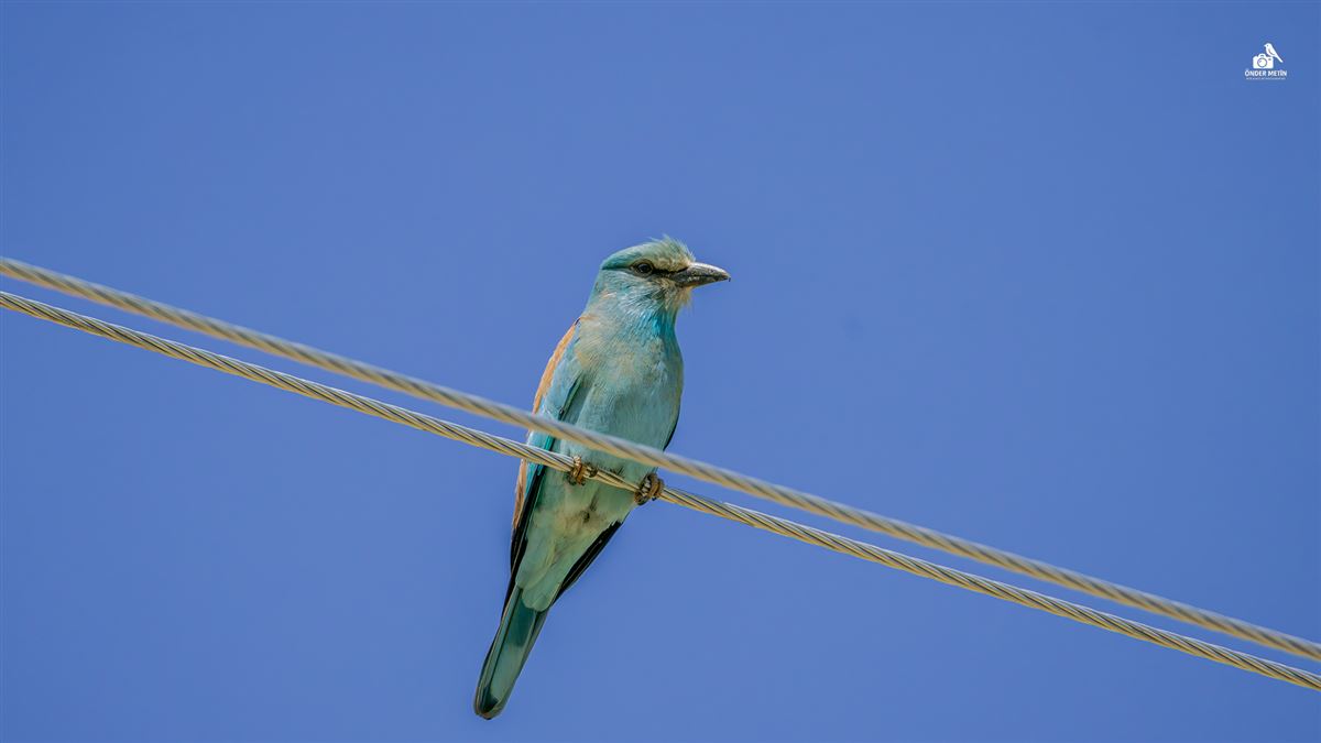 European Roller