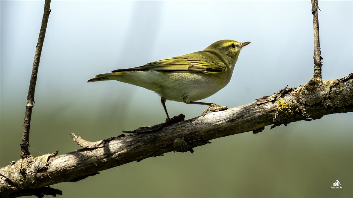 Wood Warbler
