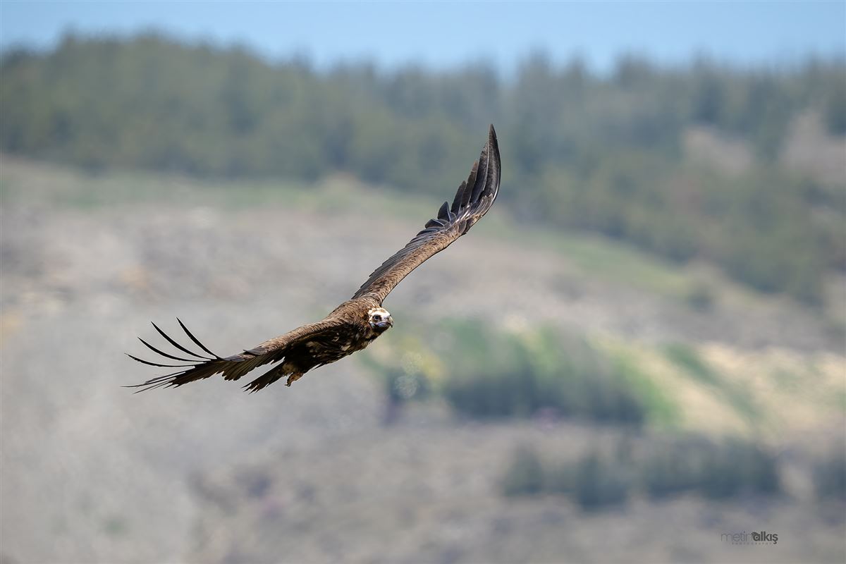 Cinereous Vulture