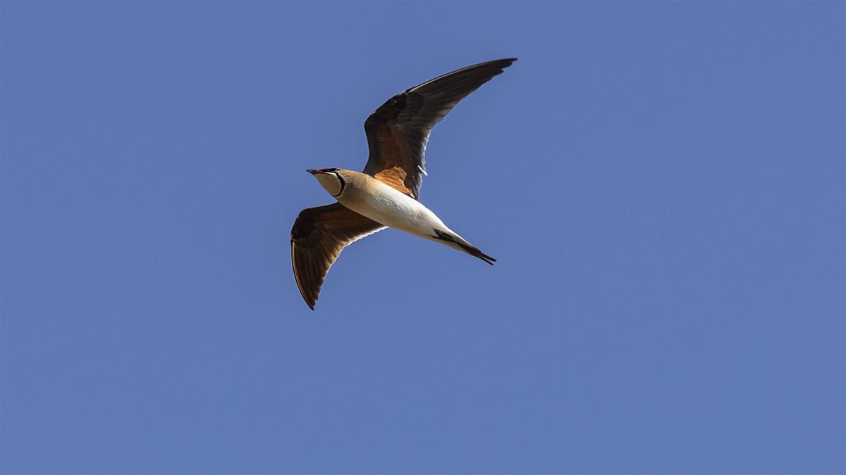 Collared Pratincole