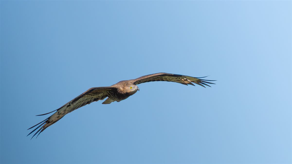 European Honey Buzzard