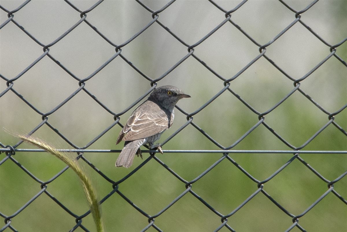 Barred Warbler