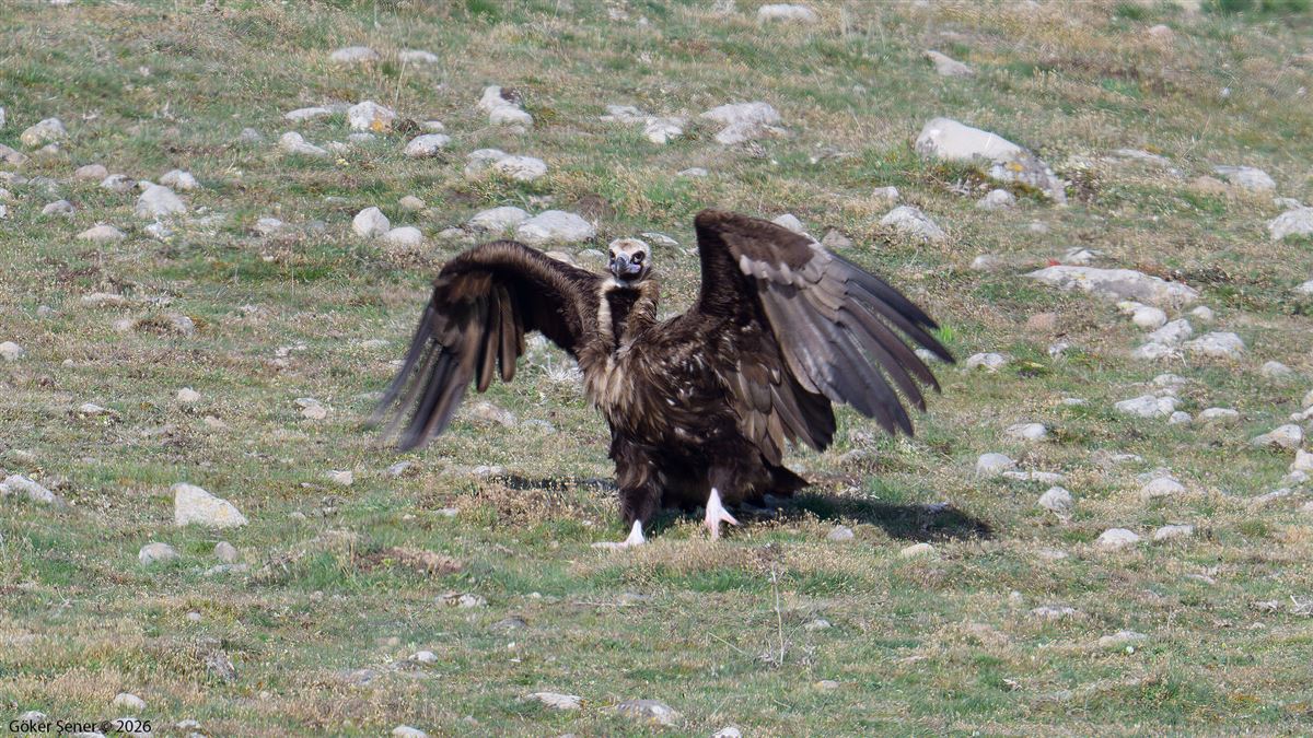Cinereous Vulture