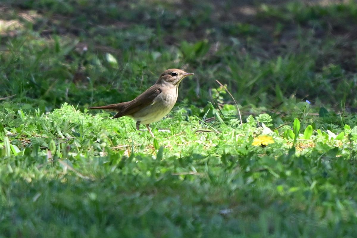 Common Nightingale