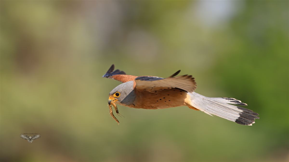 Lesser Kestrel