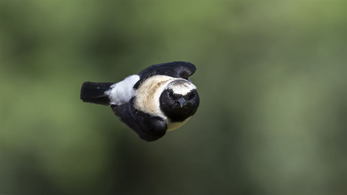 Black-eared Wheatear