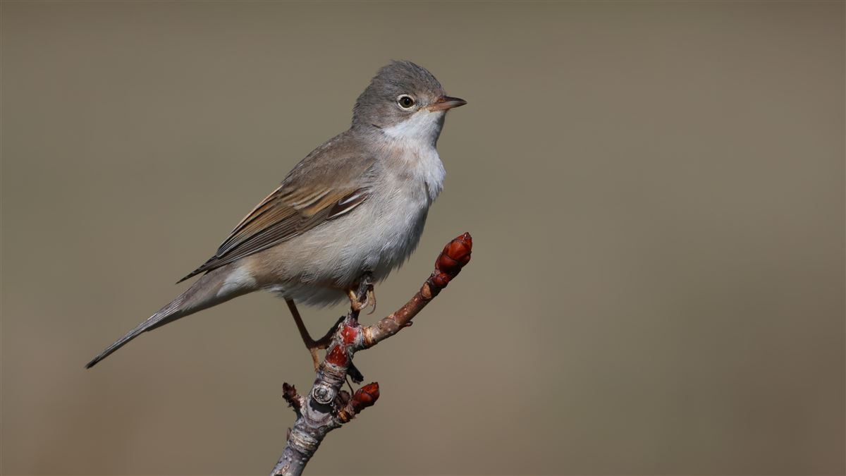 Common Whitethroat