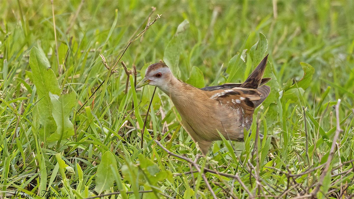 Little Crake