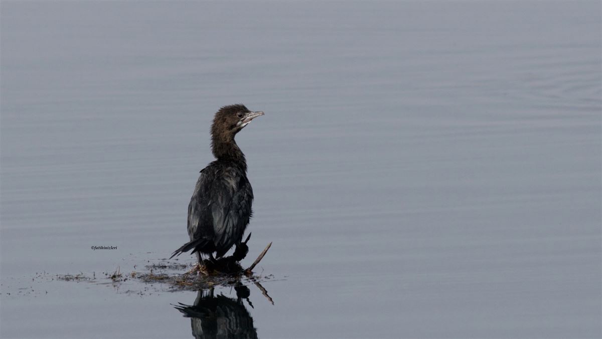 Pygmy Cormorant