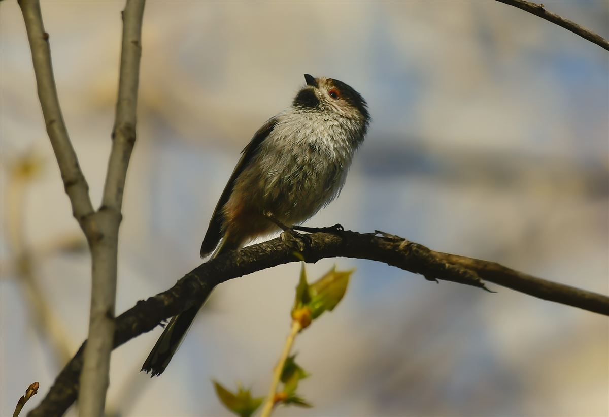 Long-tailed Tit