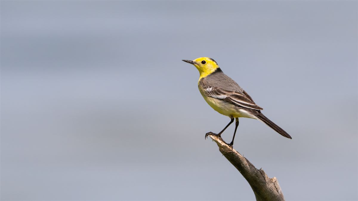 Citrine Wagtail