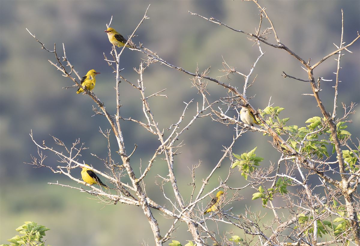 Eurasian Golden Oriole