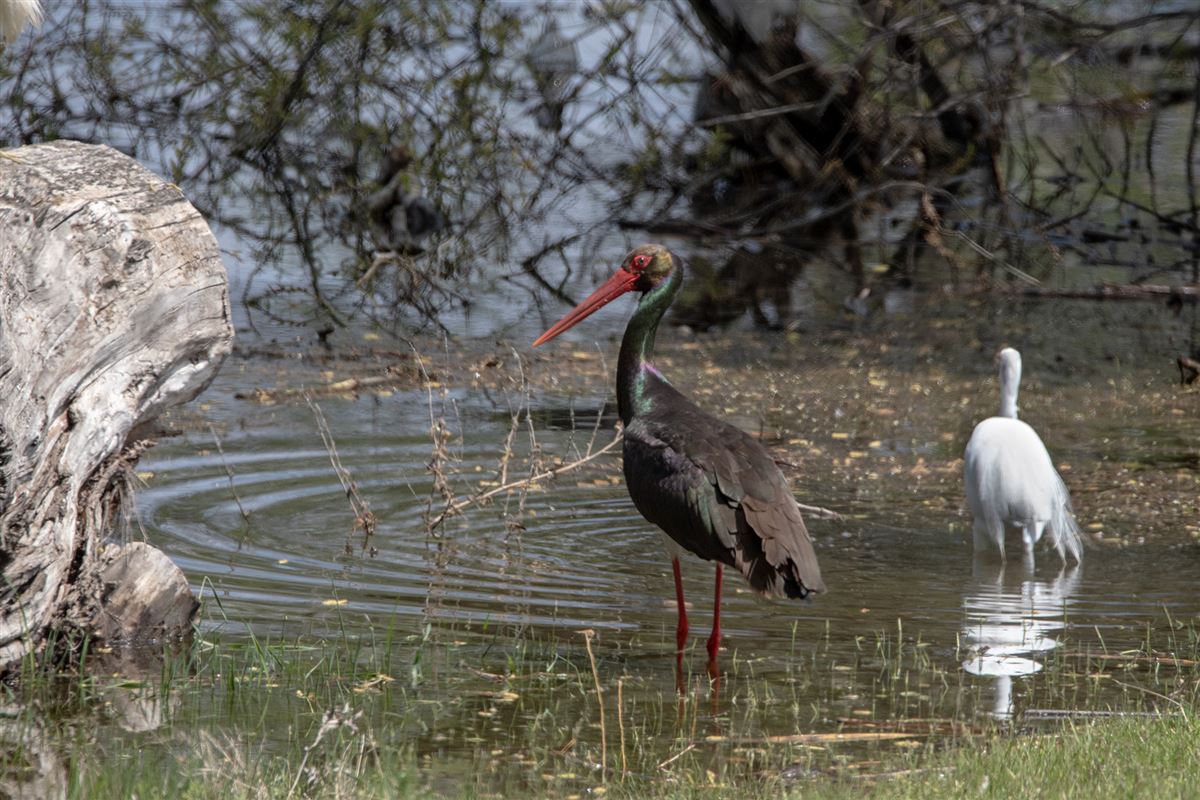 Black Stork