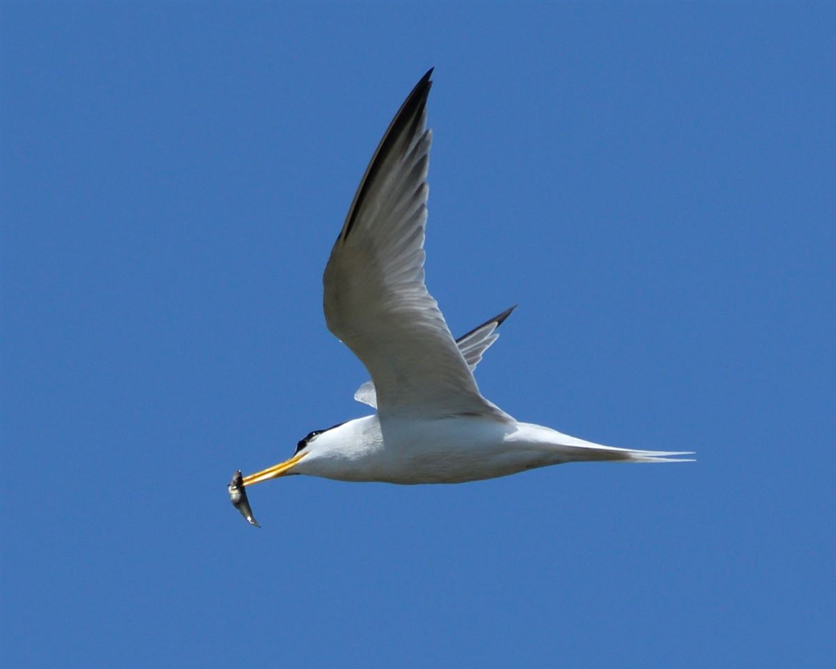 Little Tern