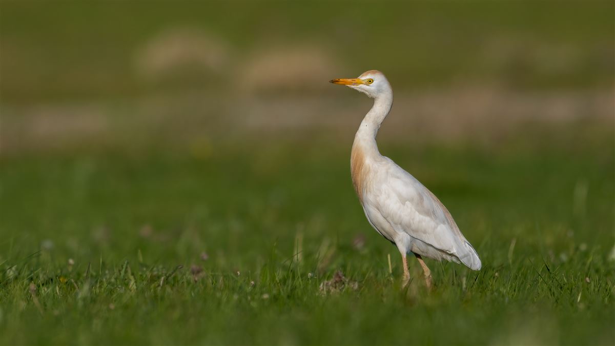 Western Cattle Egret