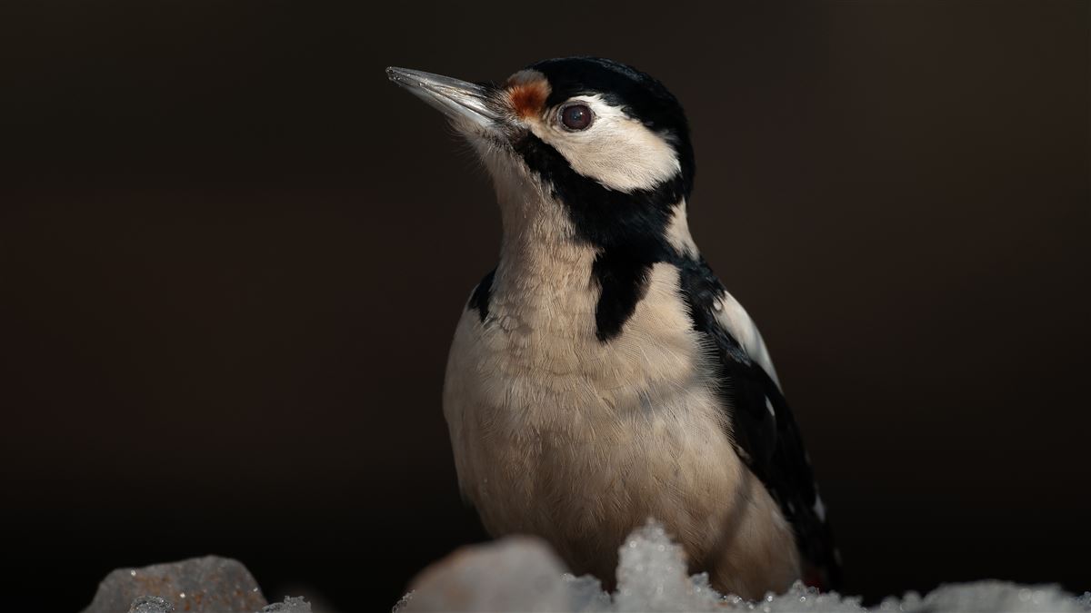 Great Spotted Woodpecker