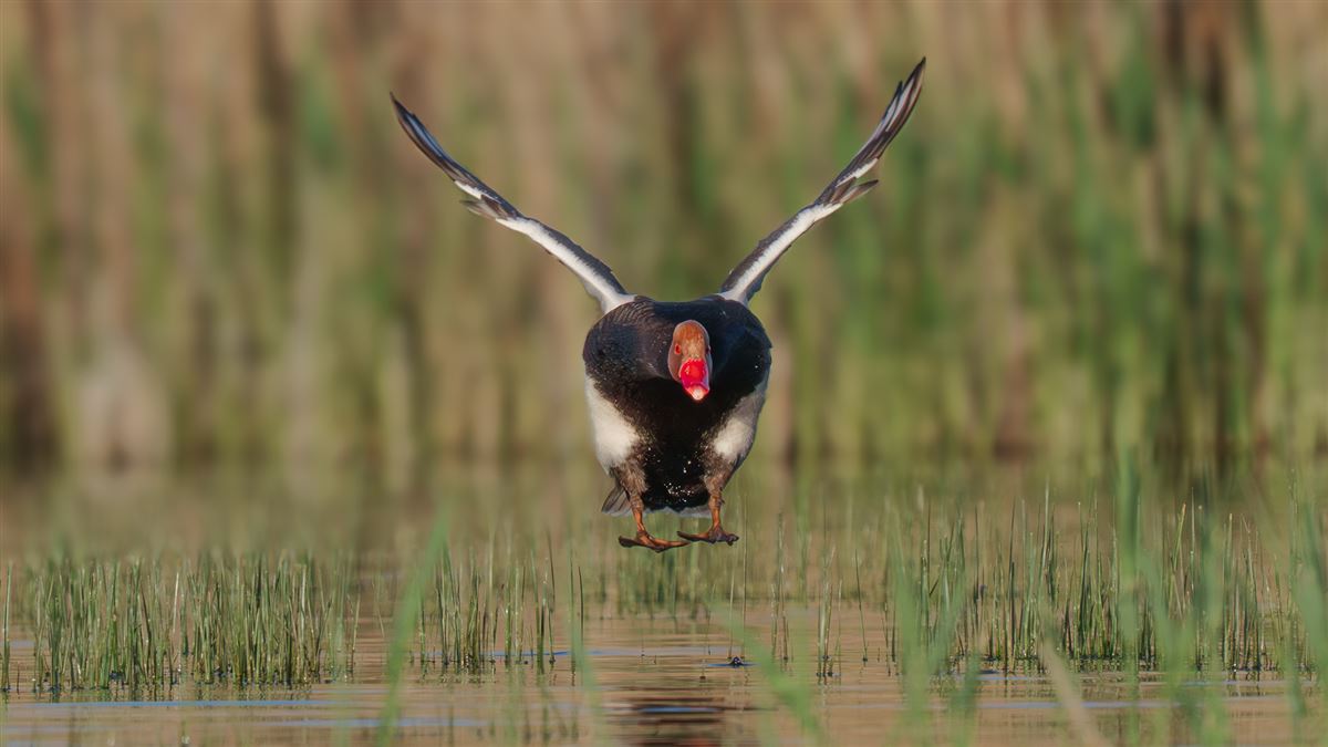 Red-crested Pochard