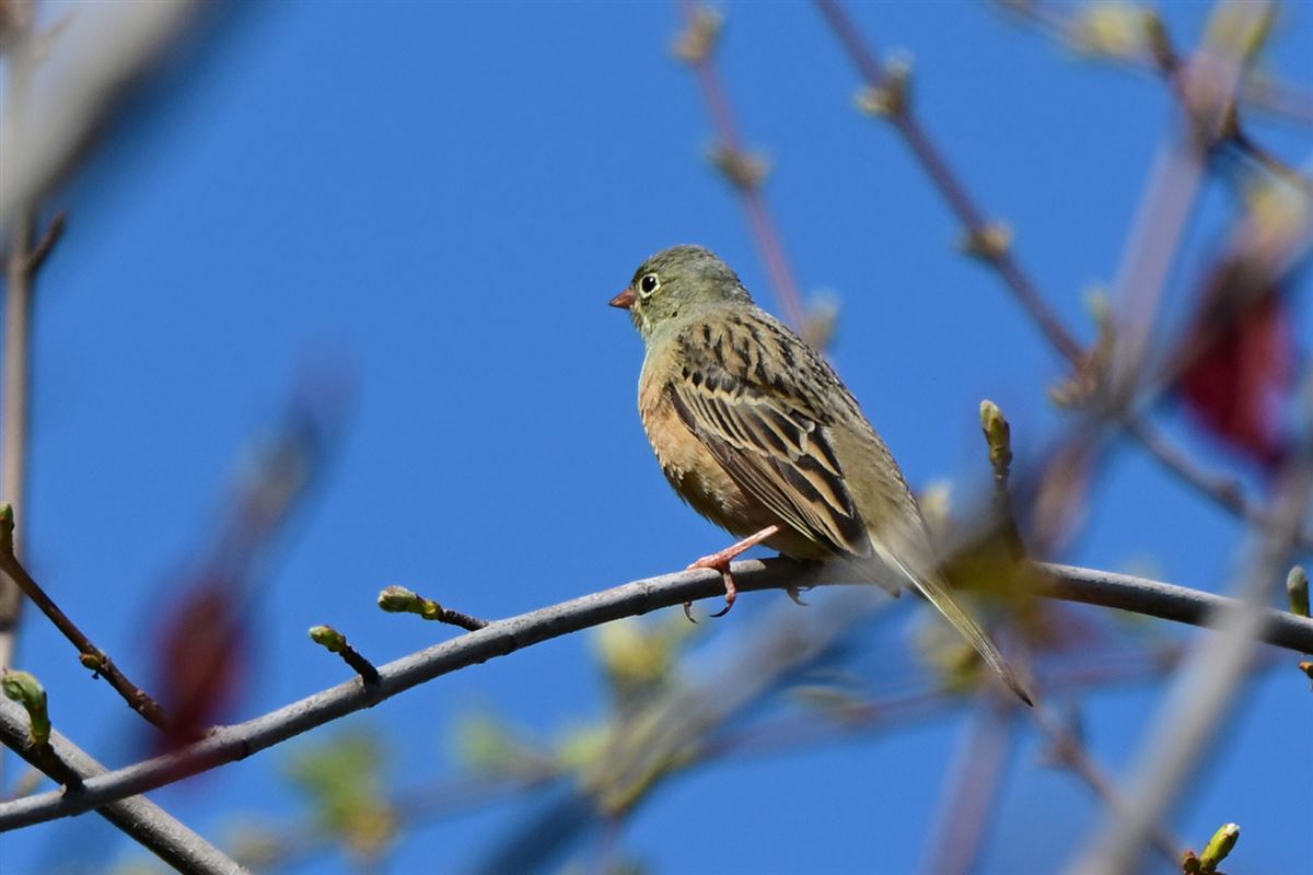 Ortolan Bunting