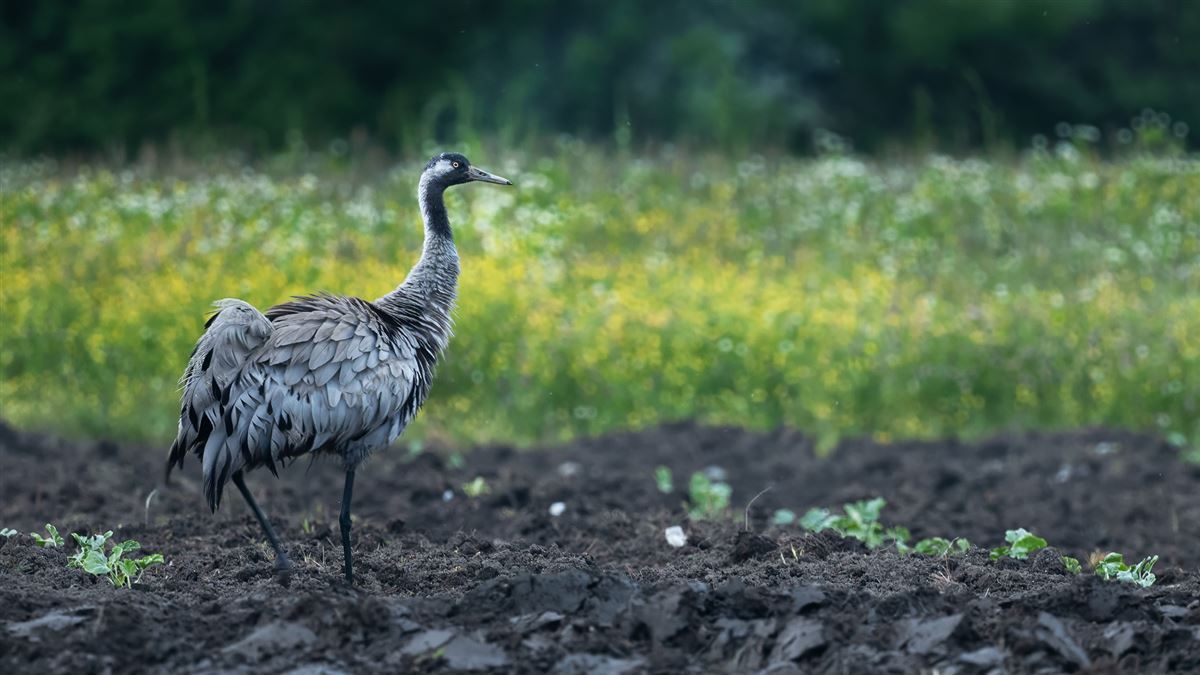 Common Crane