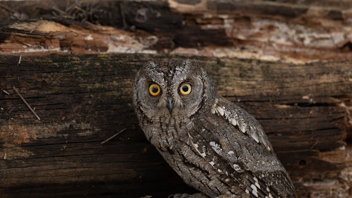 Eurasian Scops Owl