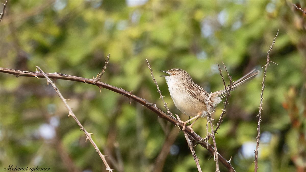 Delicate Prinia