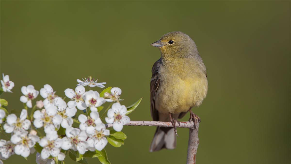 Cinereous Bunting