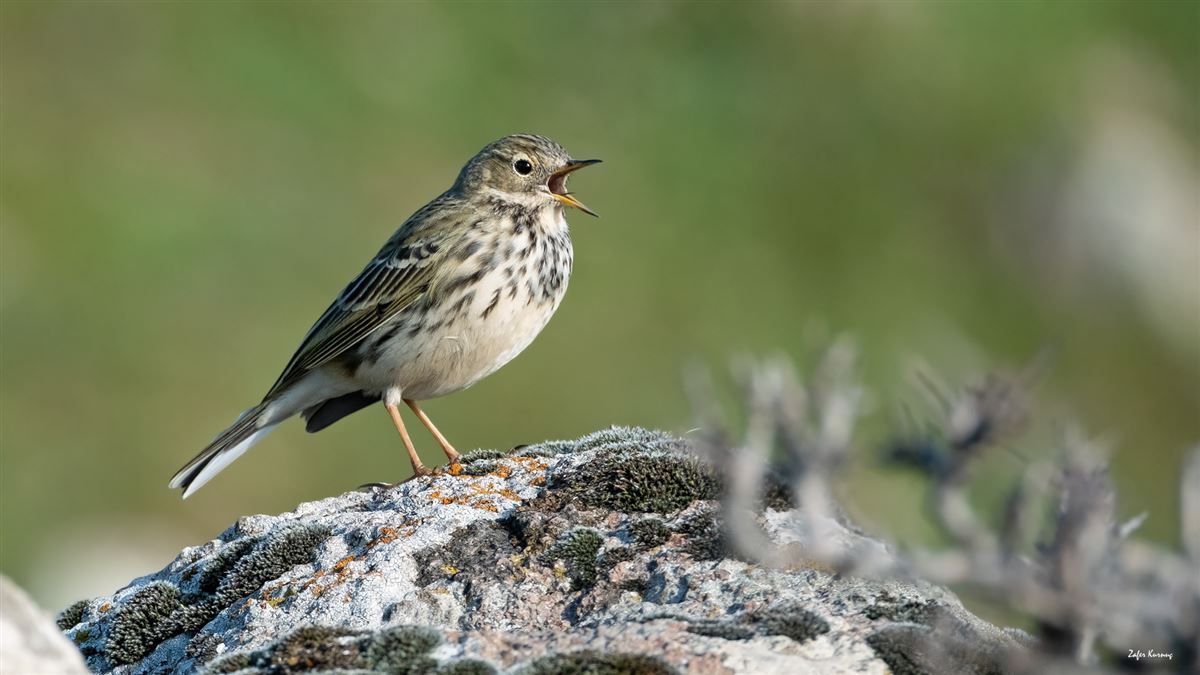 Meadow Pipit