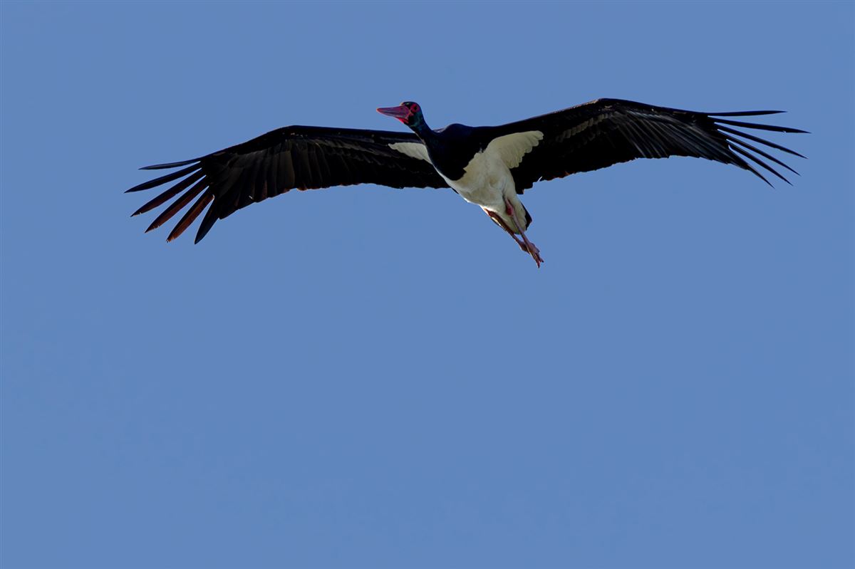 Black Stork