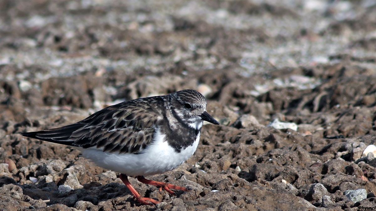 Ruddy Turnstone