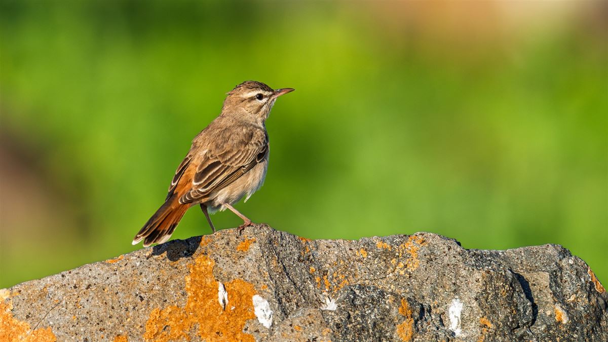 Rufous-tailed Scrub Robin