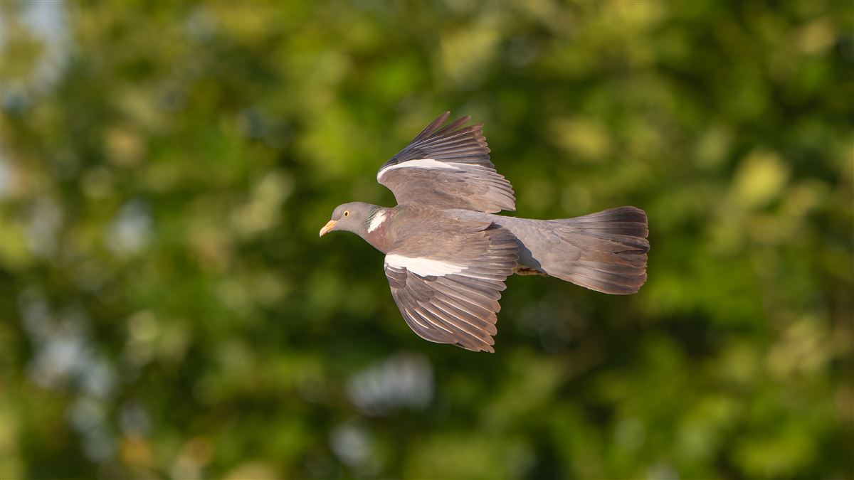Common Wood Pigeon
