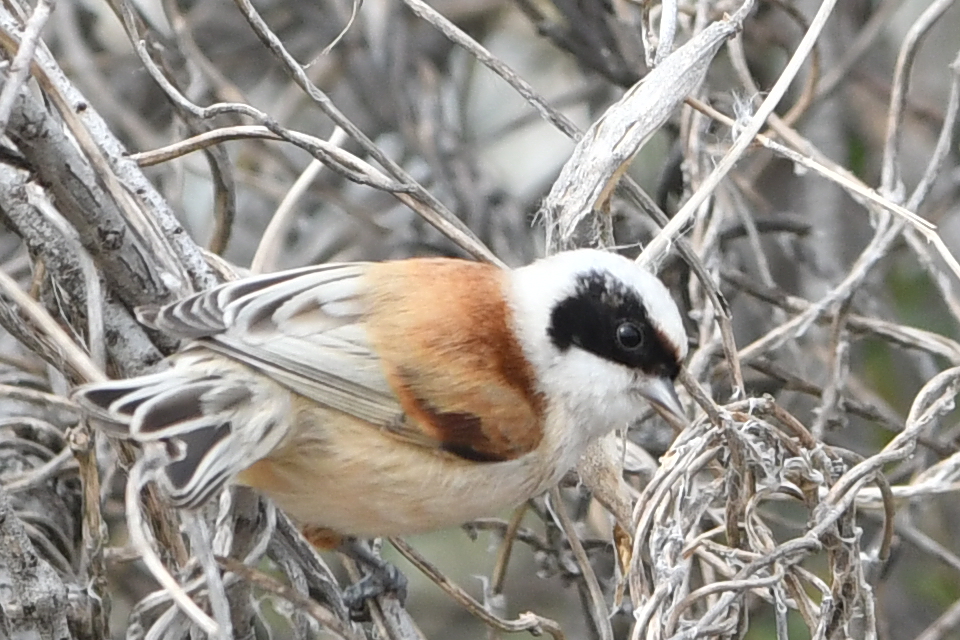 Eurasian Penduline Tit