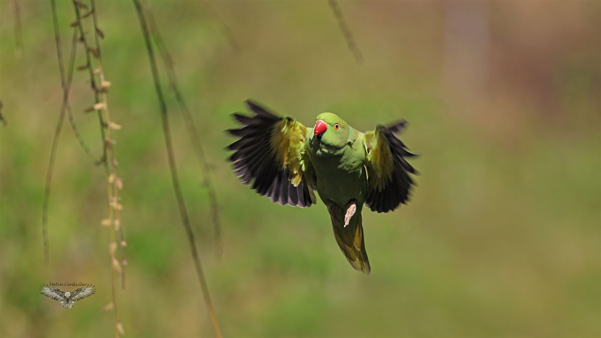 Rose-ringed Parakeet