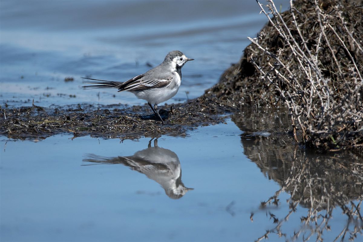 White Wagtail
