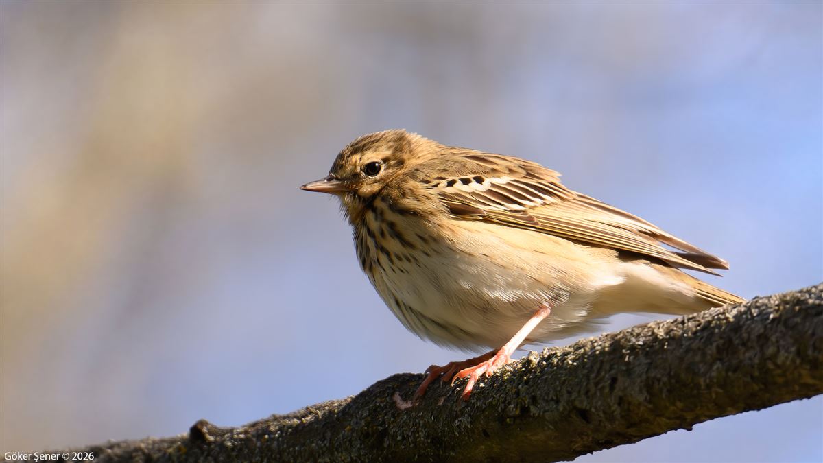 Tree Pipit