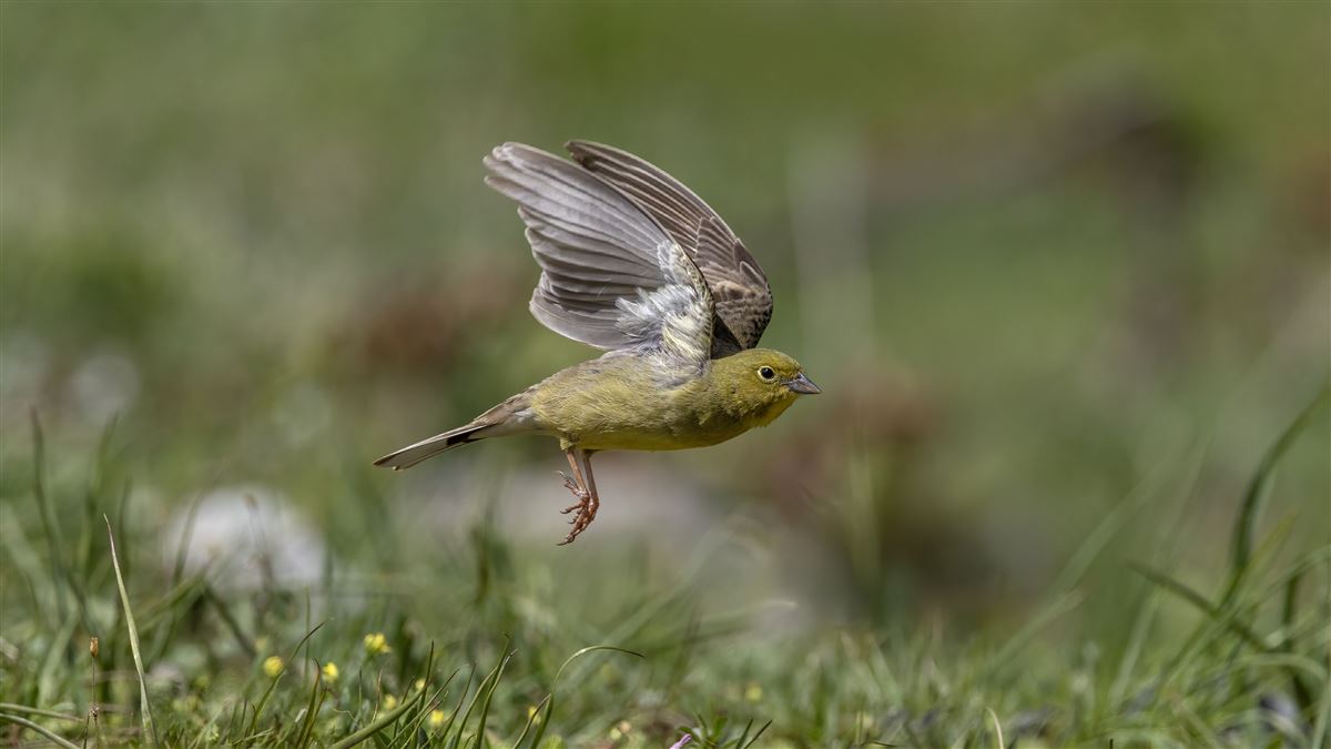 Cinereous Bunting