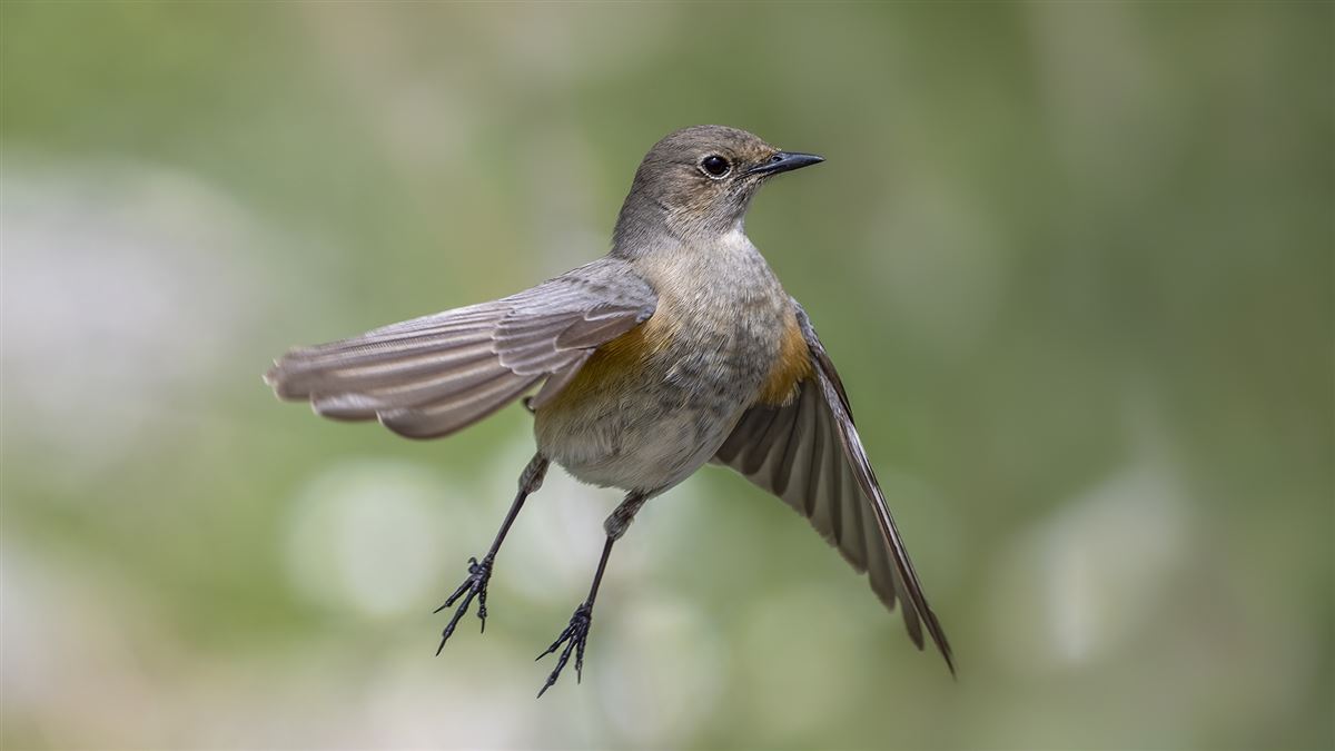 White-throated Robin