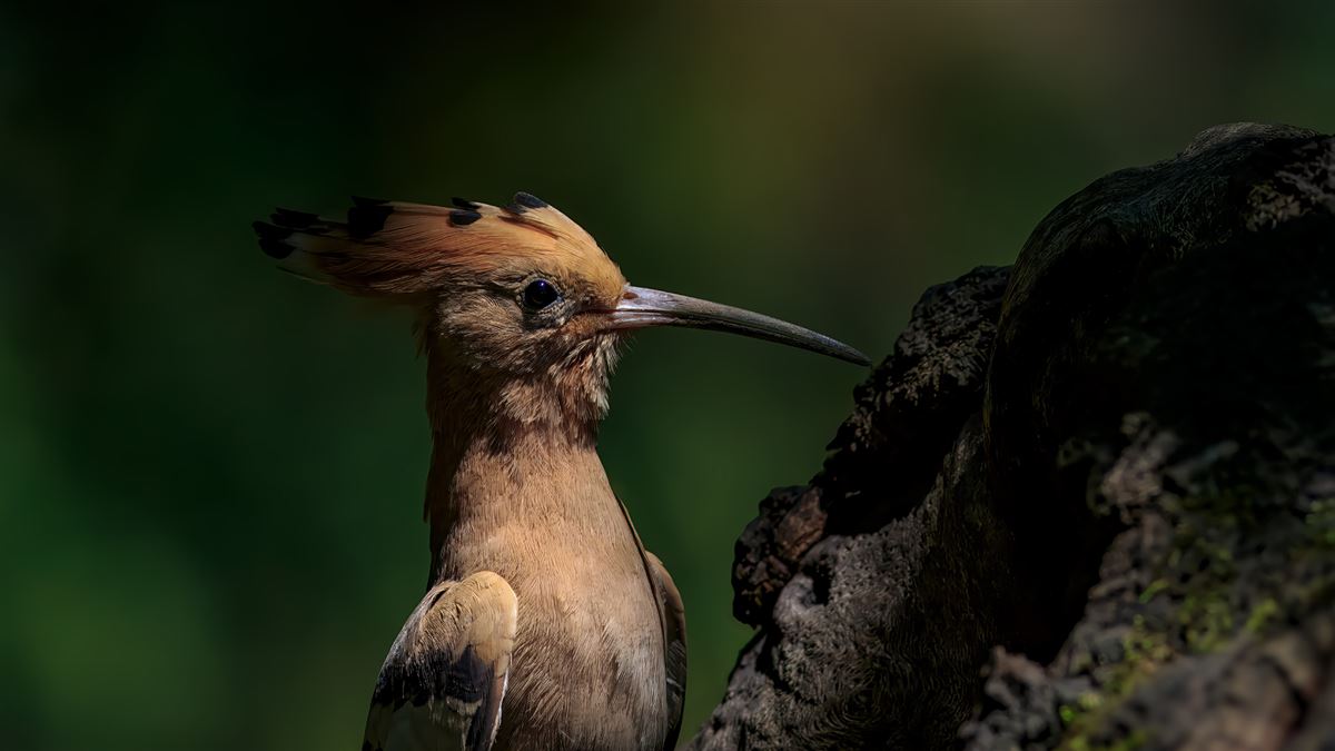 Common Hoopoe