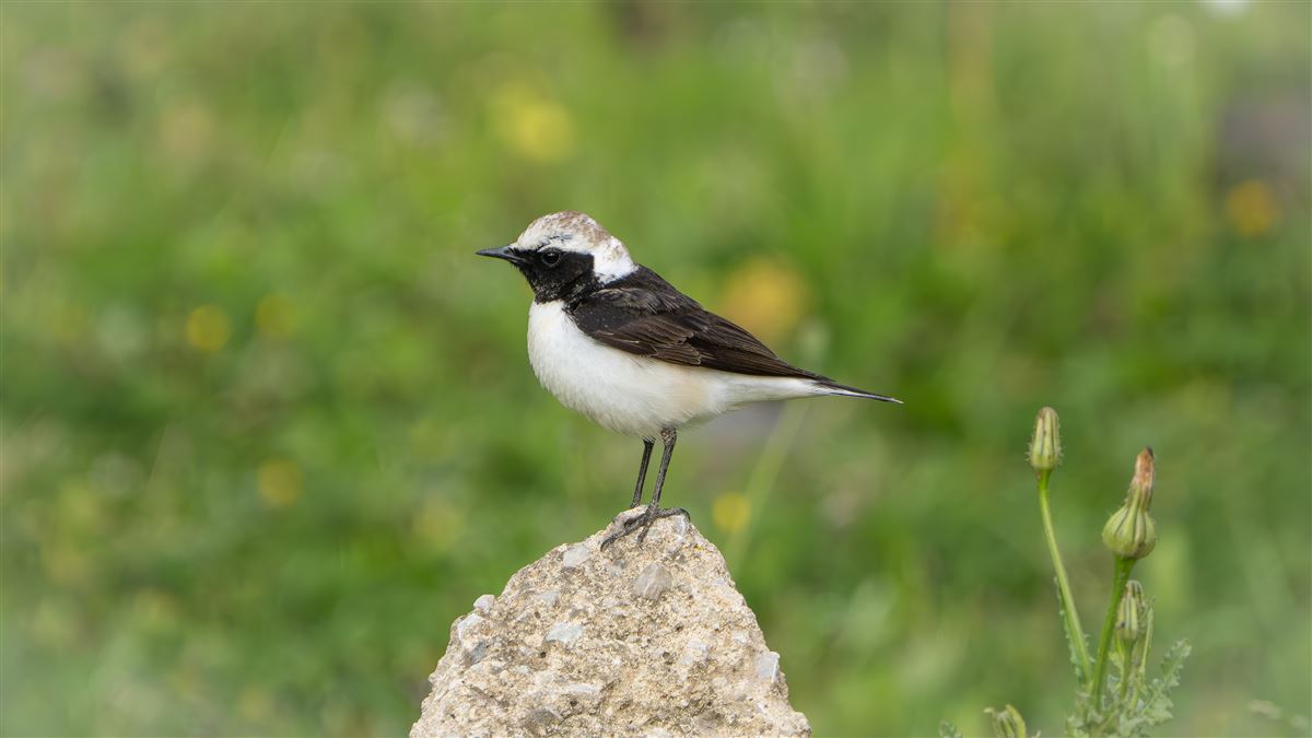 Pied Wheatear