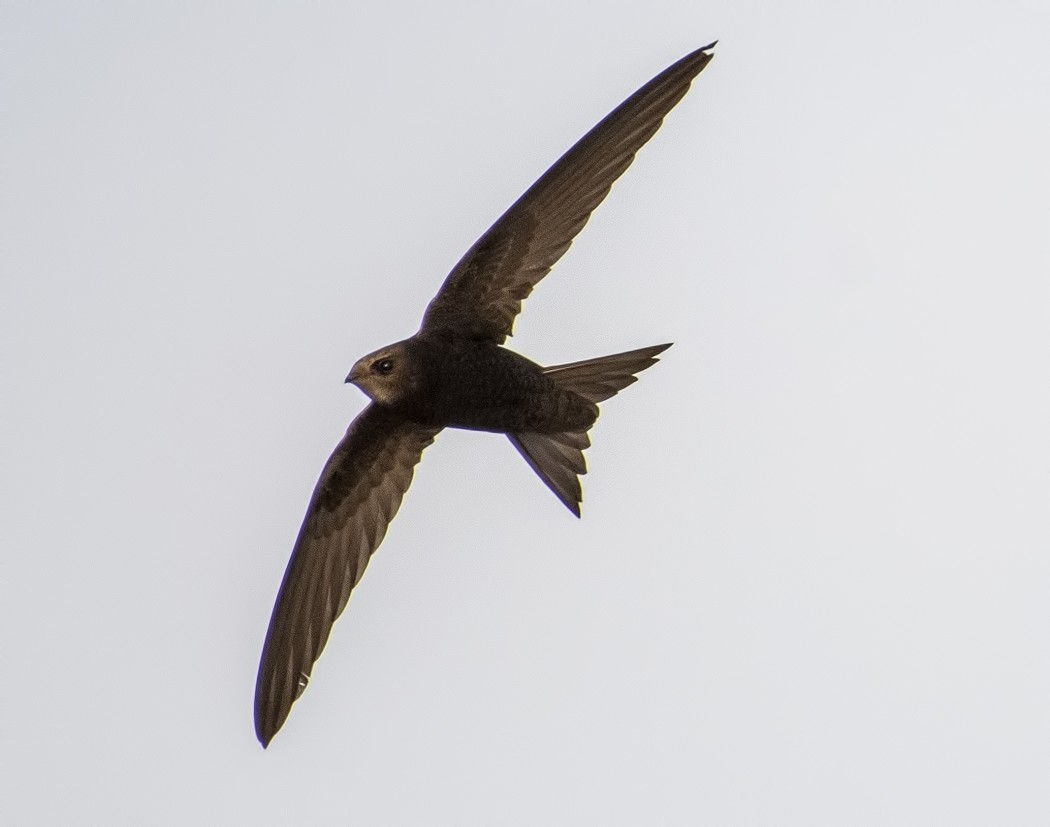 Ebabil