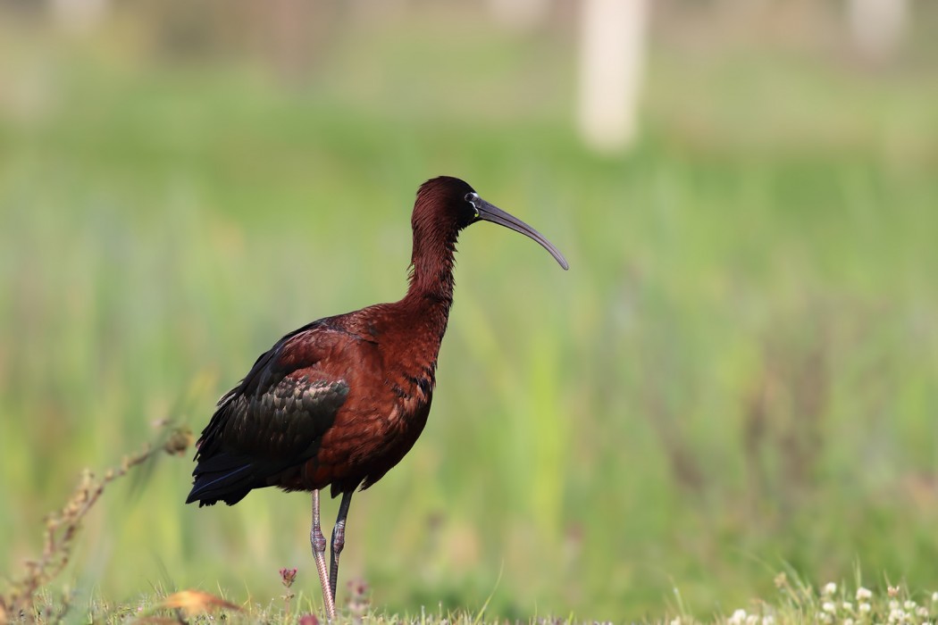 Glossy Ibis