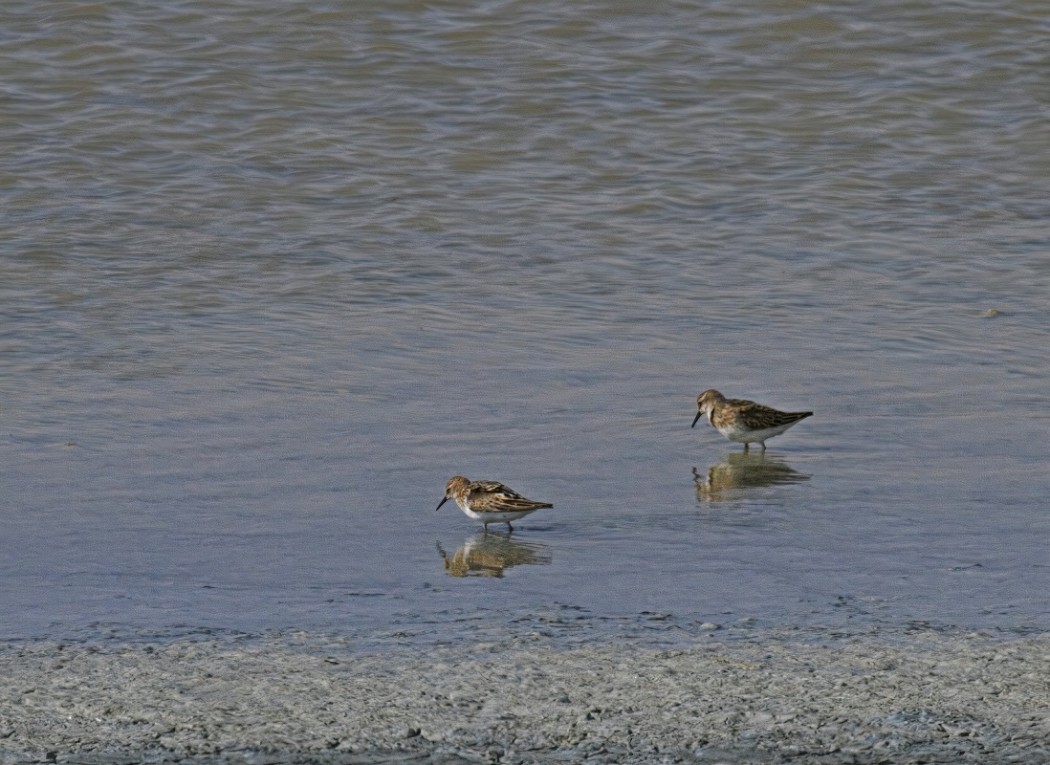 Little Stint
